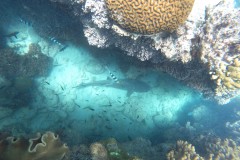 DCIM\100GOPRO\GOPR0103.