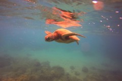 DCIM\100GOPRO\GOPR0334.