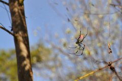 dsc_1115 dsc_1115